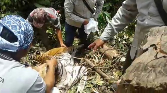 Man arrested after death of pregnant Sumatran tiger